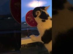 Plato "Lick Pad" Para Alimento Húmedo De Gatos 7 Plato "Lick Pad" Para Alimento Húmedo De Gatos -Mascotas Productos Tienda hqdefault 71 34