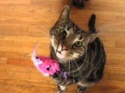 Caña De Pescar KONG Con Peluche -Mascotas Productos Tienda hqdefault 71 56