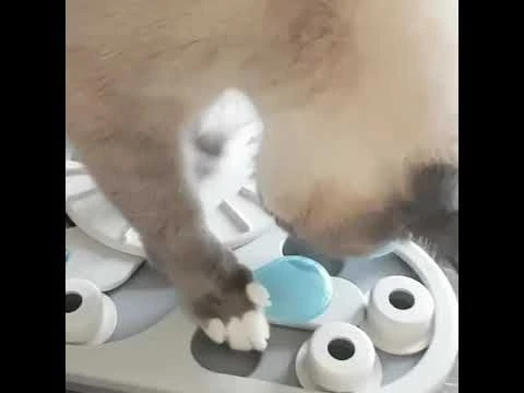 Nina Ottosson "Rainy Day" Para Gatos 7 Nina Ottosson "Rainy Day" Para Gatos - Imagen 5