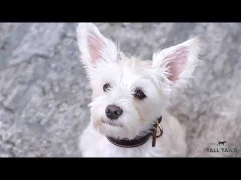 Langosta Con Sonido Tall Tails 7 Langosta Con Sonido Tall Tails - Imagen 5