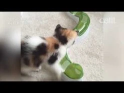 Catit Senses 2.0 Bola Luminosa -Mascotas Productos Tienda hqdefault 71 8