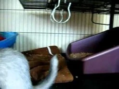 Bandeja Sanitaria Con Seguro Lock-On -Mascotas Productos Tienda hqdefault 71 80