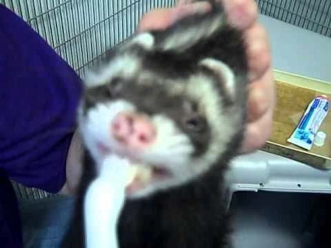 Gel Limpieza Dental Para Hurón 5 Gel Limpieza Dental Para Hurón - Imagen 3