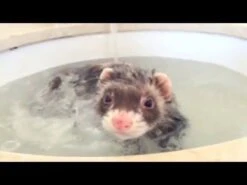 Shampoo "Tea Tree" Para Hurón -Mascotas Productos Tienda hqdefault 9 7