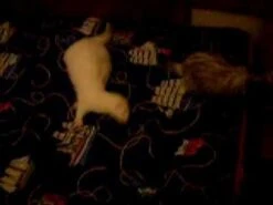 Furo-Tone Suplemento Para Piel Y Pelaje De Hurón -Mascotas Productos Tienda hqdefault 9 8