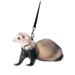 Marshall Arnés Y Correa Para Hurones