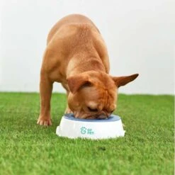 Ice Bowl GFPet Para Mascotas -Mascotas Productos Tienda icebowl gfpet 5