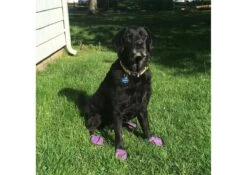 Botas De Goma PawZ Talla Large -Mascotas Productos Tienda large on grass 1200x851 6