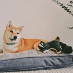 Peluche Mapache Con Sonido Tall Tails 9 Peluche Mapache Con Sonido Tall Tails -Mascotas Productos Tienda mapache tall tails 04