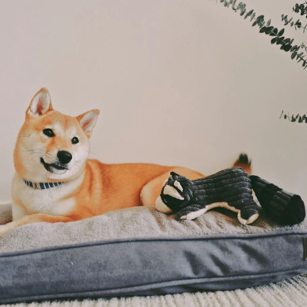 Peluche Mapache Con Sonido Tall Tails 6 Peluche Mapache Con Sonido Tall Tails - Imagen 4