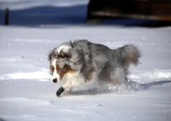 Botas De Goma PawZ Talla Medium -Mascotas Productos Tienda medium in snow 1200x851 6