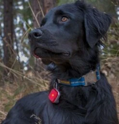 Luz De Seguridad "The Beacon" Ruffwear -Mascotas Productos Tienda modelo