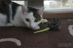 Ratón Que Vibra "Jackson Galaxy" -Mascotas Productos Tienda mortor mouse 6