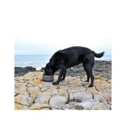 Set De Platos Plegables Para Viajes Kong Travel -Mascotas Productos Tienda pack platos kong 4