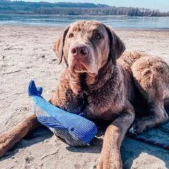 Peluche Ballena Con Sonido Tall Tails 9 Peluche Ballena Con Sonido Tall Tails -Mascotas Productos Tienda peluche ballena sonido tall tails 04