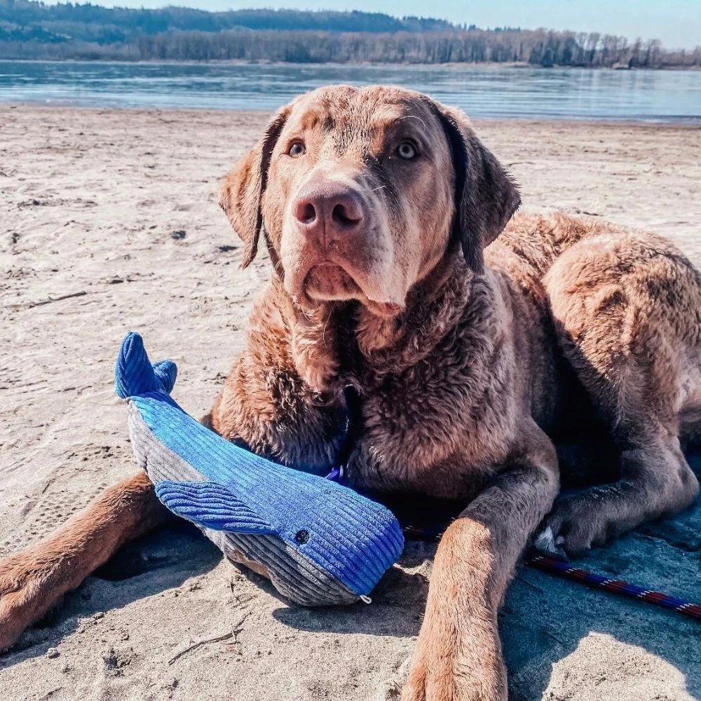 Peluche Ballena Con Sonido Tall Tails 6 Peluche Ballena Con Sonido Tall Tails - Imagen 4