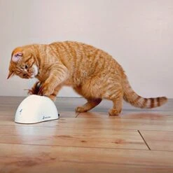 Juguete Interactivo "Escondite De Plumas" Pet Droid -Mascotas Productos Tienda pet droid feather hide amazon 4