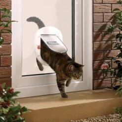 Puerta Para Gatos Grandes -Mascotas Productos Tienda petsafe staywell 270 cat flap lifestyle 002 600x600 1