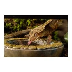 Plato Deco Azteca Exo Terra -Mascotas Productos Tienda plato deco azteca uso