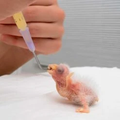 Psittacus Leche De Buche Psitácidos Granívoros 500 Gr -Mascotas Productos Tienda psittacus leche psitacidos frugivoros 2 2