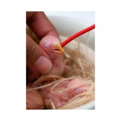 Psittacus Sonda Roja Blanda Y Larga 12 Psittacus Sonda Roja Blanda Y Larga -Mascotas Productos Tienda psittacus sonda