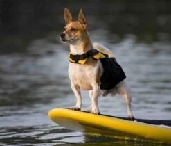 Chaleco Salvavidas "Micro DFD" EzyDog -Mascotas Productos Tienda salvavidas micro dfd 03