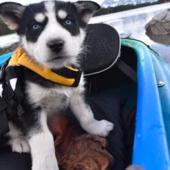 Chaleco Salvavidas "Micro DFD" EzyDog -Mascotas Productos Tienda salvavidas micro dfd 05