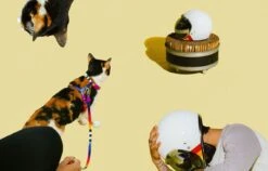 Set Arnés Y Correa Para Gatos "Prisma" Zee.Cat -Mascotas Productos Tienda set prisma gato 5