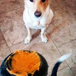 Juguete Dispensador De Premios "Magnum CanToy" -Mascotas Productos Tienda sodapup latanegra 4