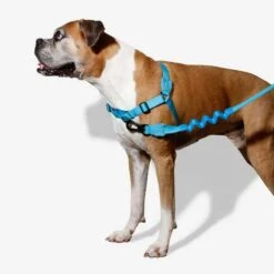 Correa Anti Tirones Ruff "Ultimate Blue" Zee.Dog -Mascotas Productos Tienda softwalk ultiblue 3 1
