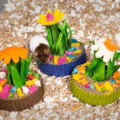 Mini Jardín De Suculentas -Mascotas Productos Tienda suculentas pack 5