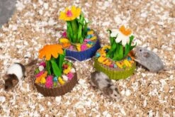 Mini Jardín De Suculentas -Mascotas Productos Tienda suculentas pack 6