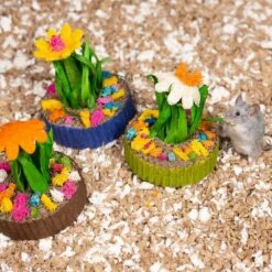 Mini Jardín De Suculentas -Mascotas Productos Tienda suculentas pack 7