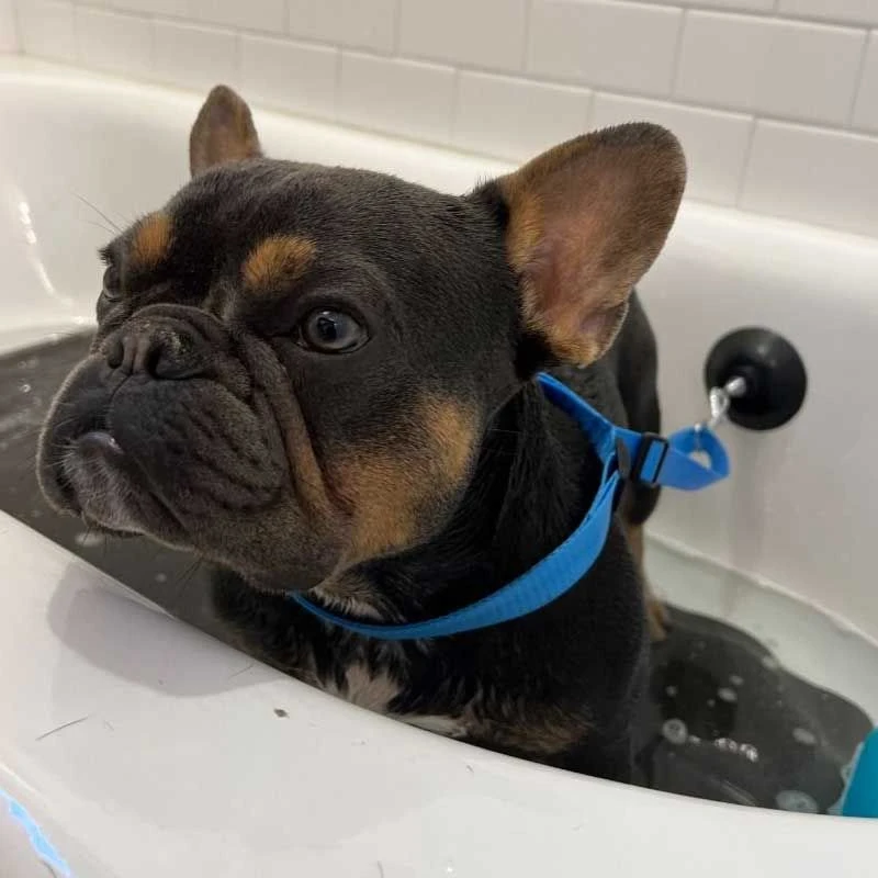 Correa De Baño Con Ventosa Tall Tails 6 Correa De Baño Con Ventosa Tall Tails - Imagen 4