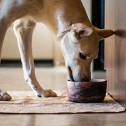 Tapete Absorbente Para Perros Tall Tails -Mascotas Productos Tienda tapete absorbente tall tails 03