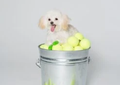 Botas De Goma PawZ Talla Tiny -Mascotas Productos Tienda tiny 1 1 6