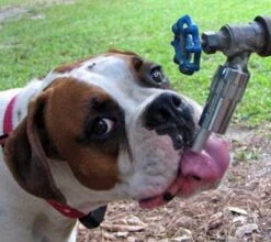 Bebedero Exterior Para Llave De Agua 17 Bebedero Exterior Para Llave De Agua -Mascotas Productos Tienda waterer 8