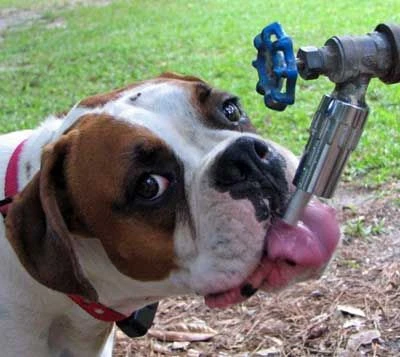 Bebedero Exterior Para Llave De Agua 10 Bebedero Exterior Para Llave De Agua - Imagen 8