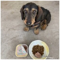 Winga Paté Wild Pork Para Perros 300 G -Mascotas Productos Tienda winga pate wildpork 3