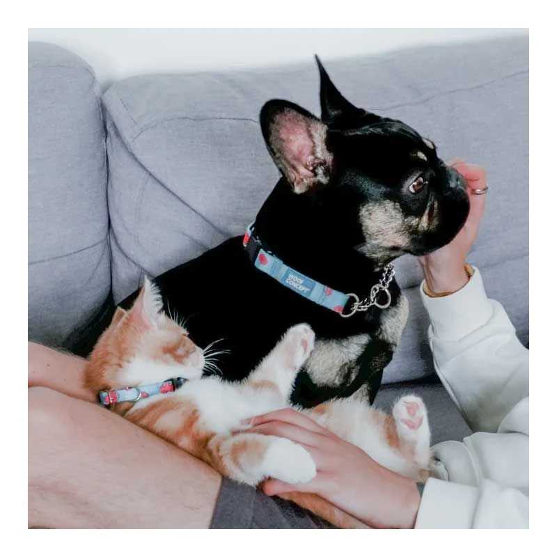 Collar Woof Concept "Neko Five O" Para Gatos 6 Collar Woof Concept "Neko Five O" Para Gatos - Imagen 4