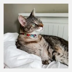Collar Woof Concept "Neko Polygon II" Para Gatos -Mascotas Productos Tienda woof catcollar polygon 4