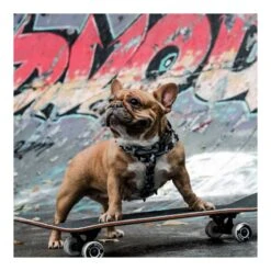 Arnés Woof Concept "Combat" Para Perros -Mascotas Productos Tienda woof combat arnes 3 2