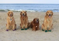 Botas De Goma PawZ Talla XL 13 Botas De Goma PawZ Talla XL -Mascotas Productos Tienda xl and l on beach 1200x851 5