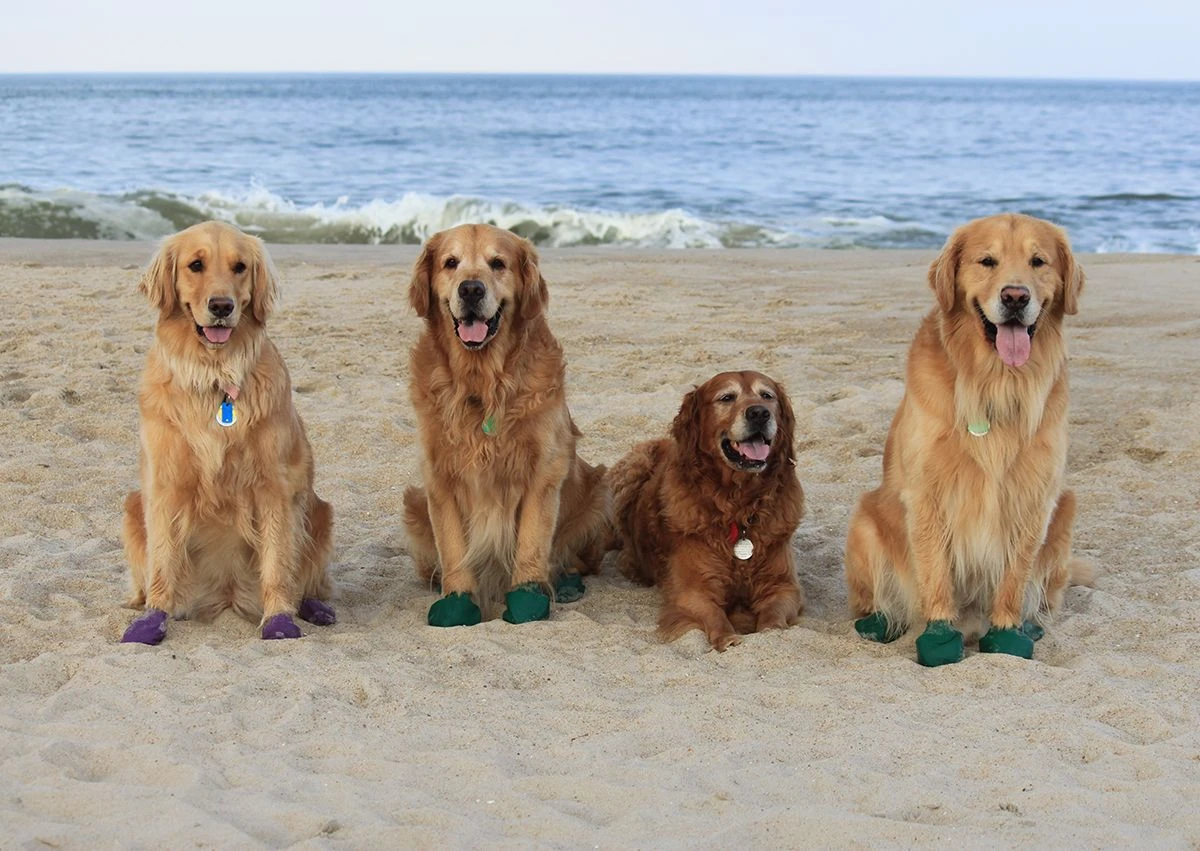 Botas De Goma PawZ Talla XL 7 Botas De Goma PawZ Talla XL - Imagen 5