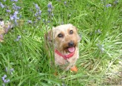 Botas De Goma PawZ Talla XS -Mascotas Productos Tienda xs in grass 1200x851 6