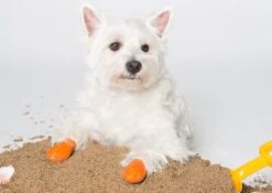 Botas De Goma PawZ Talla XS -Mascotas Productos Tienda xs lifestyle 2 1200x851 6