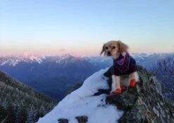 Botas De Goma PawZ Talla XS -Mascotas Productos Tienda xs on mountaintop 1200x851 6