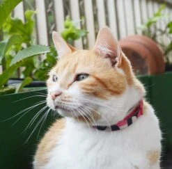 Collar Para Gatos "Split" Zee.Cat -Mascotas Productos Tienda zeecat collar split 4