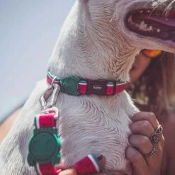 Collar Para Perros "Lola" Zee.Dog -Mascotas Productos Tienda zeedog dogcollar 2 1