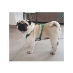 Arnés Step-In Zeus Para Perros -Mascotas Productos Tienda zeus arnes perro 1